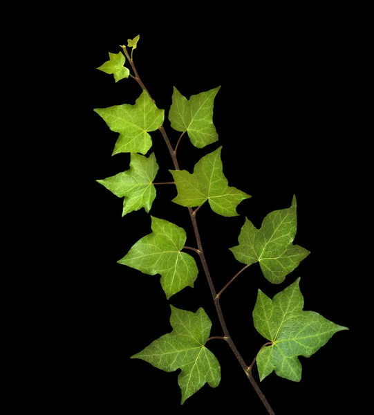Ivy isolado em fundo preto — Fotografia de Stock