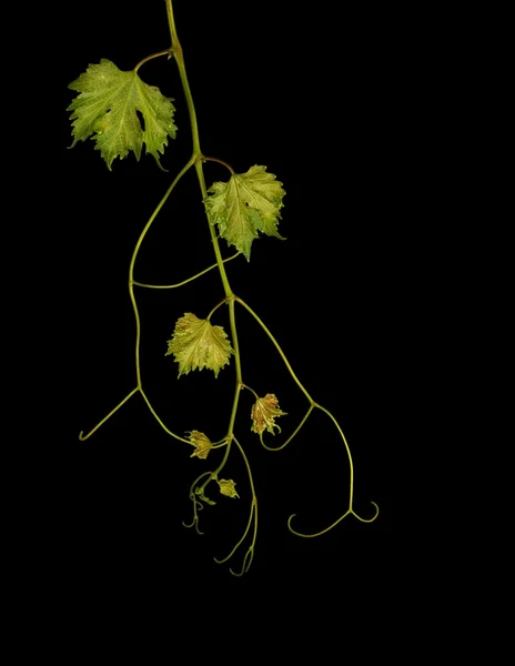 Виноград изолирован на черном фоне — стоковое фото