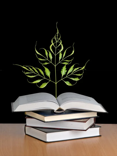 Дерево, растущее из книги — стоковое фото
