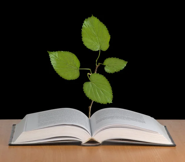 Árbol que crece de un libro — Foto de Stock
