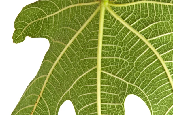 Folha de figo isolada sobre fundo branco — Fotografia de Stock