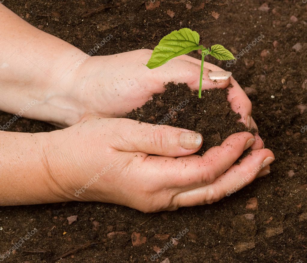 Planting seedling Stock Photo by ©vaeenma 3448349