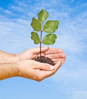 Tree seedling in hands as a symbol of nature protection clipart