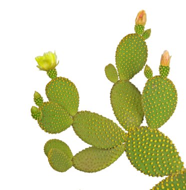 Opuntia cactus isolated on white background clipart