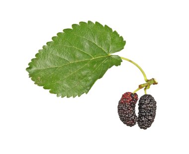 Black mulberries isolated on white background clipart