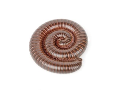 Millipede clipart