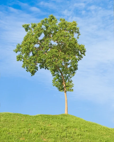 Copac — Fotografie, imagine de stoc