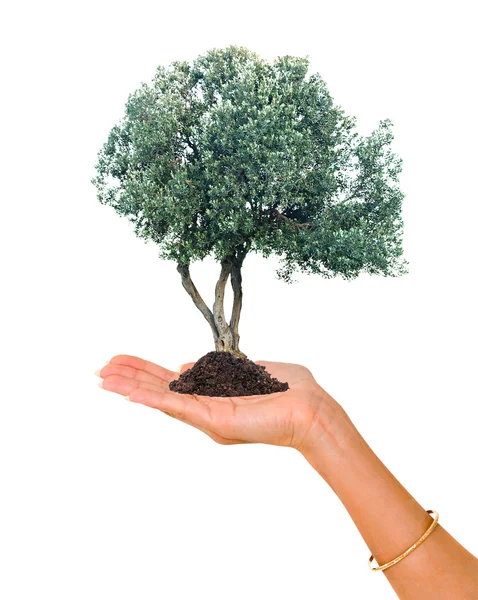 橄榄树在手掌上作为自然保护的象征 — 图库照片
