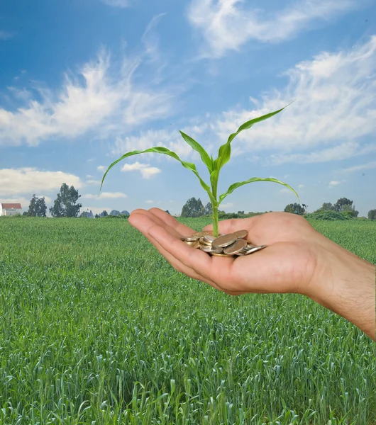 Milho como um presente da agricultura — Fotografia de Stock