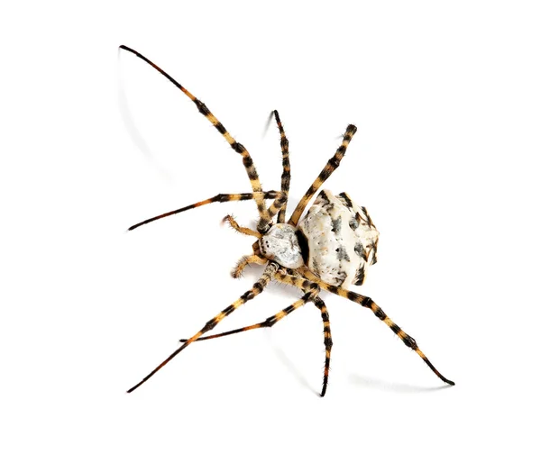 Spindel isolerad på vit bakgrund — Stockfoto