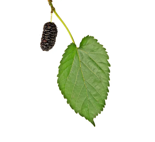 Black mulberry isolated on white background — Stock Photo, Image