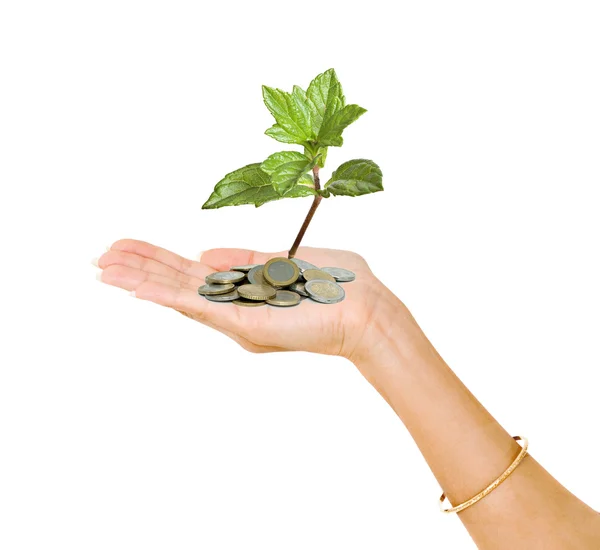 stock image Palm with a tree growing from pile of coins