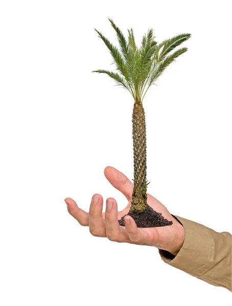 Palme in der Hand — Stockfoto