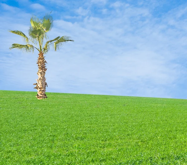 Palm tree on field — Stock Photo, Image