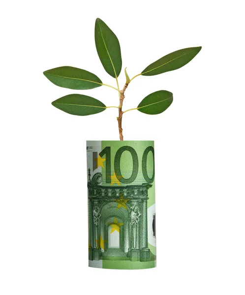Strom roste od euro účet — Stock fotografie