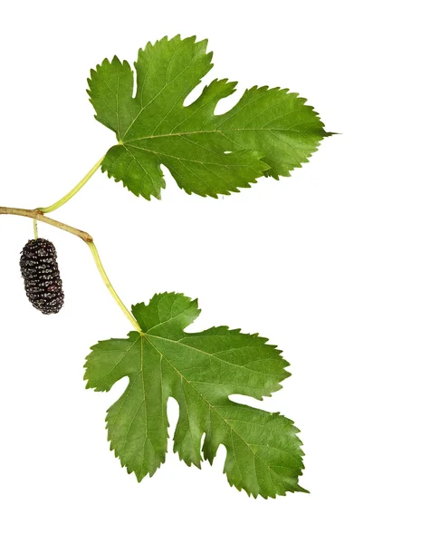 Black mulberries isolated on white background — Stock Photo, Image