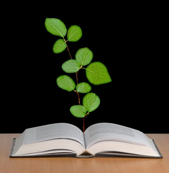 Copac în creștere din carte deschisă — Fotografie, imagine de stoc
