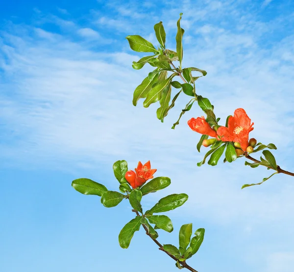 Pomegranate branch with flowers — Stock Photo, Image