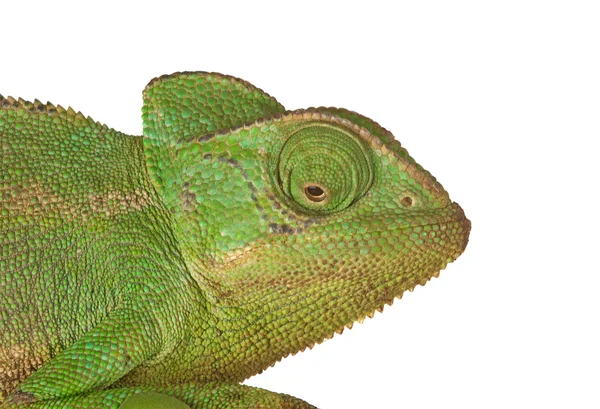 Керівник chameleon — стокове фото