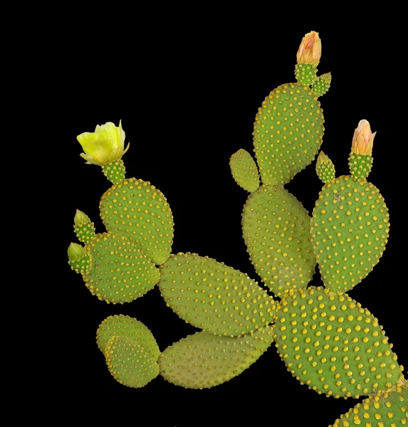 Opuntia kaktusz elszigetelt fekete háttér — Stock Fotó