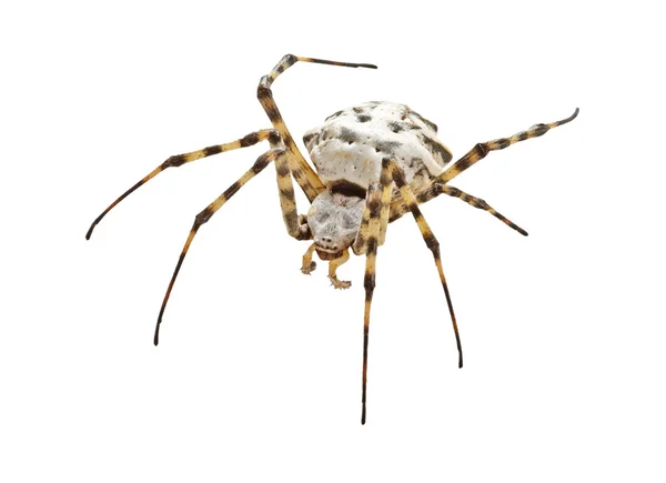 Spider isolated on white background — Stock Photo, Image