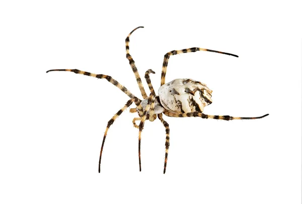 Spindel isolerad på vit bakgrund — Stockfoto