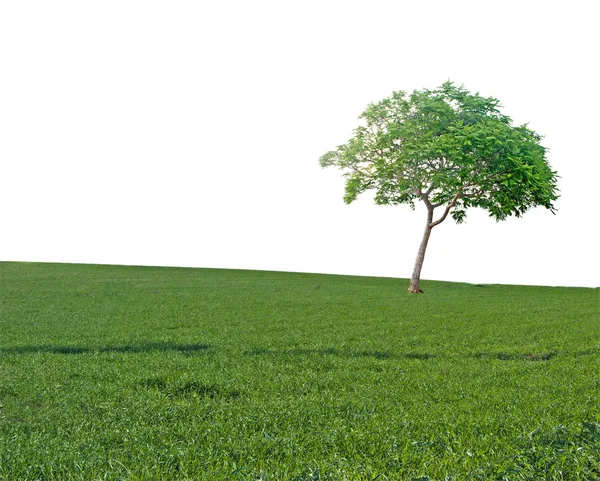 Drzewa na polu — Zdjęcie stockowe