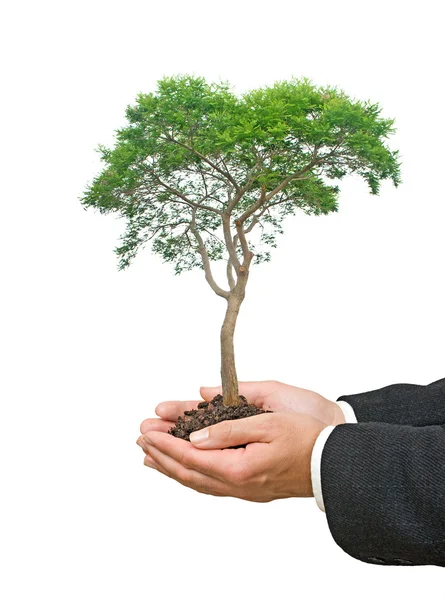 Baum in der Hand als Symbol der Naturtöpfung — Stockfoto