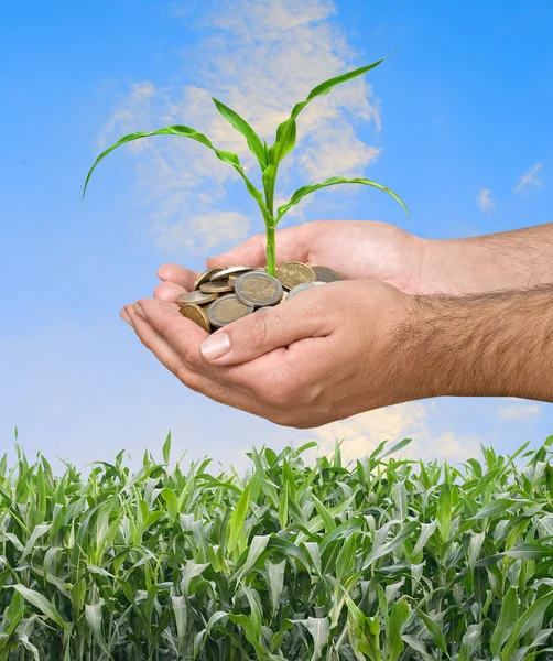 Maïs als een geschenk van de landbouw — Stockfoto
