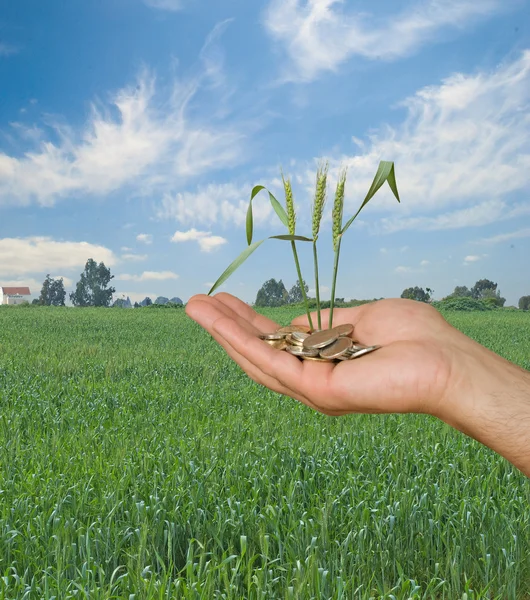 stock image Wheat as a gift of agriculture