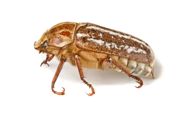 Gros plan sur le scarabée — Photo