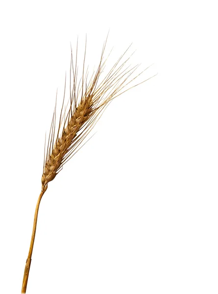 Пшеница изолированы на белом фоне — стоковое фото