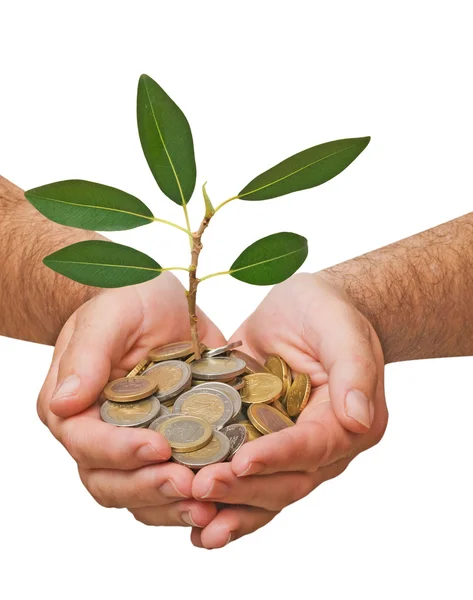 Palms with a tree growing from pile of coins — Stock Photo, Image