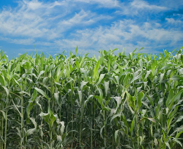 Campos de milho — Fotografia de Stock