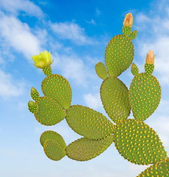 Opuntia cactus — Stock Photo, Image