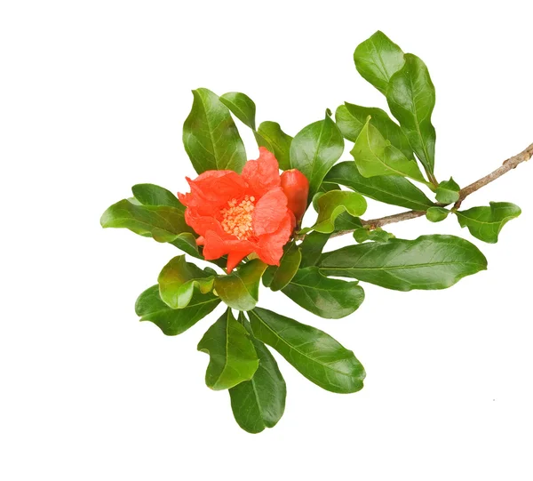 Pomegranate branch with flower — Stock Photo, Image
