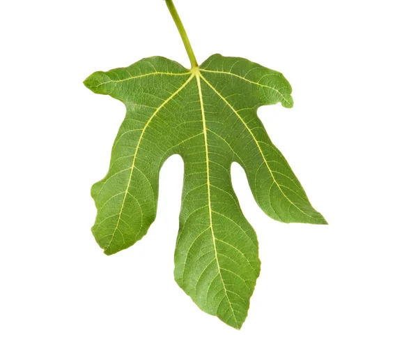 하얀 배경에 분리되어 있는 무화과나무 잎 — 스톡 사진