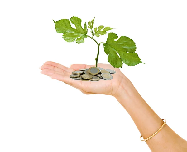 Mano con una plántula de árbol creciendo a partir de monedas — Foto de Stock