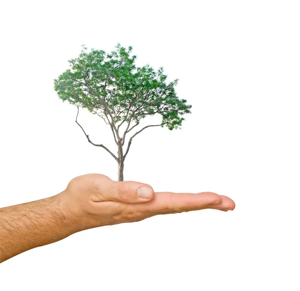 Pine tree on palm as a symbol of nature protection — Stock Photo, Image