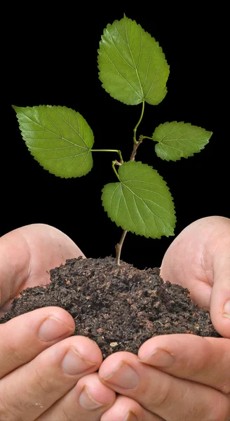 Träd plantor i händer som en symbol för naturskydd — Stockfoto