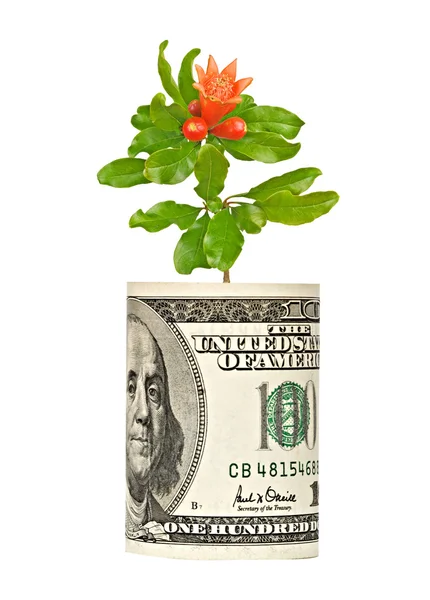 Granaatappel bloem van dollarbiljet groeiende — Stockfoto