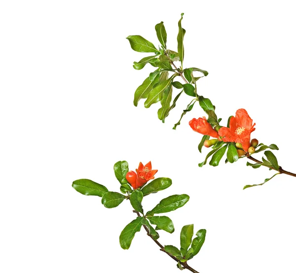 Granaatappel takken met bloemen — Stockfoto