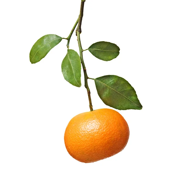 Tangerine на гілці — стокове фото