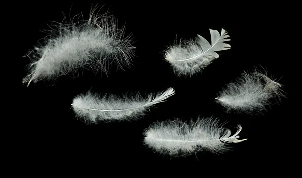 Primer plano de plumas blancas — Foto de Stock
