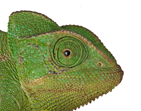 Head of chameleon — Stock Photo, Image