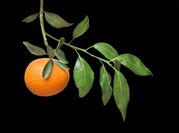Tangerine pada cabang — Stok Foto