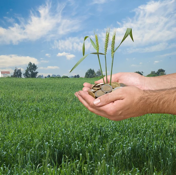 Weizen als Geschenk der Landwirtschaft — Stockfoto