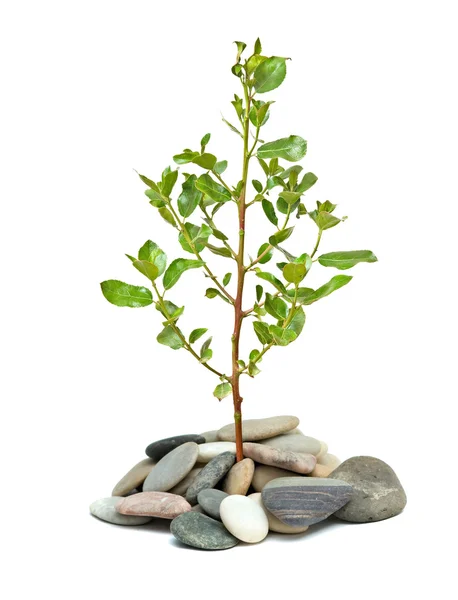 Tree shoot growing from pile of pebbles — Stock Photo, Image