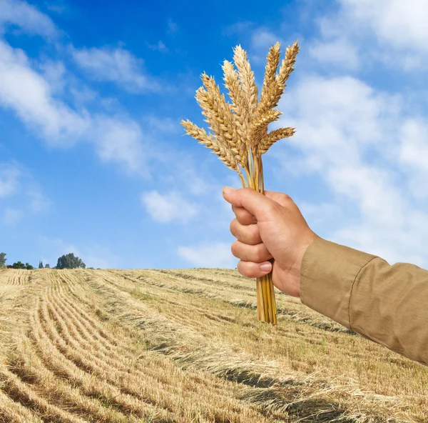 Фермер с пшеницей в подарок сельскому хозяйству — стоковое фото