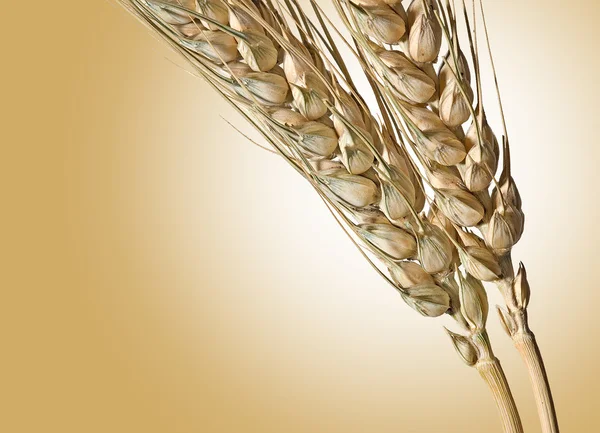 Рослини пшениці — стокове фото